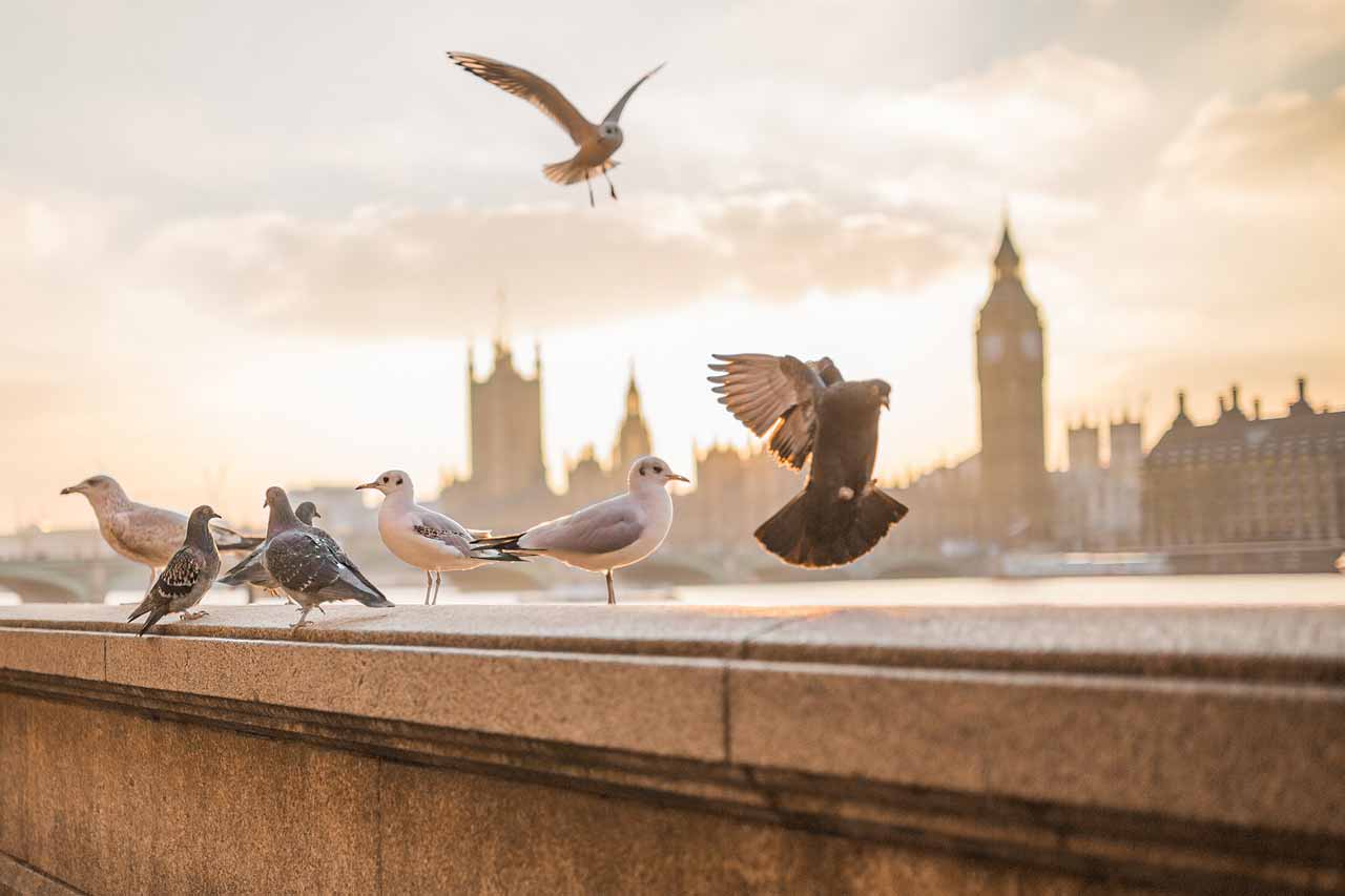birds-1280x853.jpg